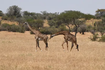 DSC_3534 (Large).JPG